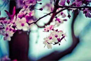 resized_33_fallback